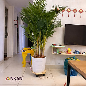 Đế Lót Chậu Cây ANKAN Có Bánh Xe - Gỗ Tràm Mặt Tròn 30cm, Tải Trọng 60kg - Màu Vàng