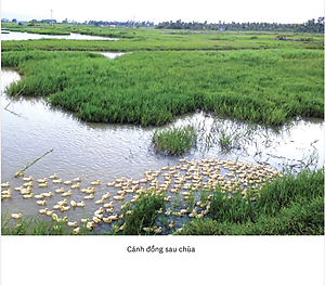 Về Nhà - Bất hạnh là một tài sản - Bản mới 2024 - Phan Việt - Sáng Books