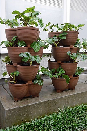 Chậu nhựa trồng cây cảnh 03 khoang Yamada 4L - Nhập khẩu trực tiếp từ Nhật Bản