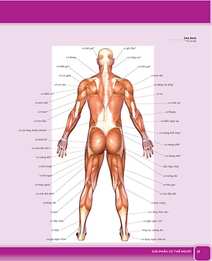 Giãn Cơ Bắp Thư Giãn Giảm Đau Nhức