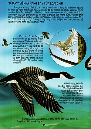 Sách Thế Giới Động Vật Kì Thú - Thế Giới Loài Chim