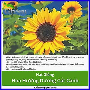 Hạt Giống Hoa Hướng Dương Cắt Cành