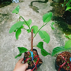 Cây Na thái - Na Xiêm - cho trái siêu to khổng lồ + tặng phân bón