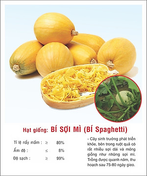 Hạt giống Bí Sợi Mì dẻo thơm ngọt VTP167