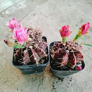 Xương Rồng Gym - cây cảnh để bàn