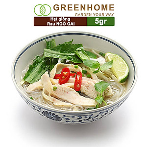 Hạt Giống Ngò Gai Greenhome, Gói 5gr~5000 hạt, Mùi Tàu, Dễ Trồng Quanh Năm, Nảy Mầm Cao, Thu Hoạch Nhanh, Năng Suất Cao G08
