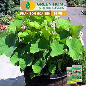 Phân Bón Hoa Sen Greenhome, Vỉ 24 Viên, Cây Thuỷ Sinh, Ngập Nước, Cho Hoa To, Hoa Đậm Màu, Lâu Tàn, Tốt Lá