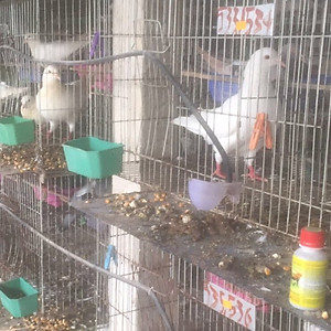 Chế phẩm sinh học VƯỜN SINH THÁI chăn nuôi Vỗ Béo không Mùi Hôi - Vật nuôi chắc thịt lớn nhanh ít bệnh dịch - Thức ăn bổ sung cho chó mèo lợn gà