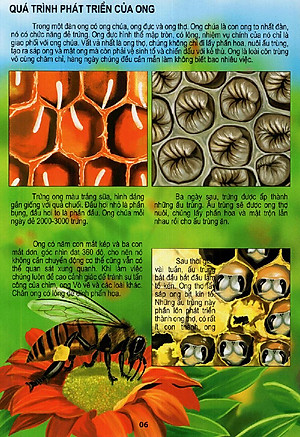 Sách Thế Giới Động Vật Kì Thú - Vườn Côn Trùng