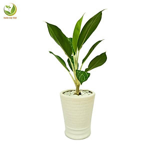 Cây Bạch Mã Hoàng Tử - cây cảnh để trong nhà + Tặng phân bón cho cây mau lớn