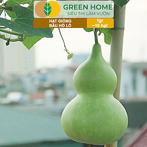 Hạt Giống Bầu Hồ Lô Greenhome, Gói 1g, Dễ Trồng Quanh Năm, Nảy Mầm Cao, Thu Hoạch Nhanh, Năng Suất Cao T11
