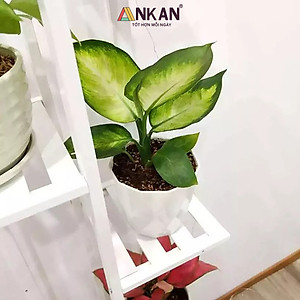 Chậu nhựa xoắn trồng cây ANKAN cho hoa hồng, cây cảnh mini, trồng rau, để bàn, treo ban công