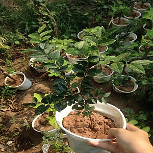 Cây nho thân gỗ tứ quý - cây ăn quả