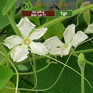 Hạt Giống Bầu Lai Greenhome, Gói 1gr~10 hạt, Dễ Trồng Quanh Năm, Nảy Mầm Cao, Thu Hoạch Nhanh, Năng Suất Cao T09
