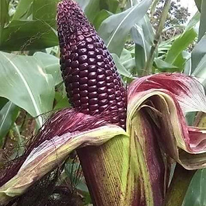 Hạt giống Bắp Nếp Tím F1 VTP132