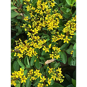 Cây Kim Đồng Vàng - cây cảnh vườn + Tặng phân bón cho cây mau lớn