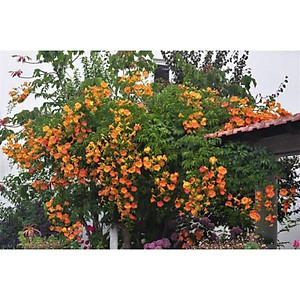 Cây hoa đăng tiêu - cây cảnh vườn + tặng phân bón cho cây