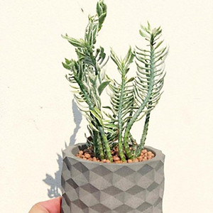 Cây Chân Rết - Cây cảnh mini + tặng phân bón cho cây