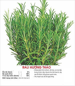 Hạt giống cây Hương Thảo Rosemary - Mê điệt hương VTS191