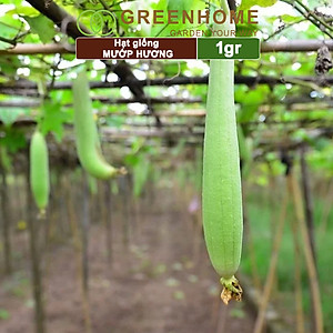 Hạt Giống Mướp Hương Greenhome, Gói 1gr~10 Hạt, Dễ Trồng Quanh Năm, Nảy Mầm Cao, Thu Hoạch Nhanh, Năng Suất Cao T16