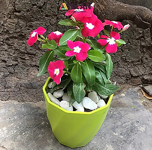 Chậu nhựa xoắn trồng cây ANKAN cho hoa hồng, cây cảnh mini, trồng rau, để bàn, treo ban công