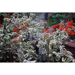 Cây hoa giấy cẩm thạch (màu cam) - cây cảnh để bàn + tặng phân bón cho cây mau lớn