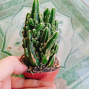 Xương Rồng Thanh Sơn - cây cảnh để bàn