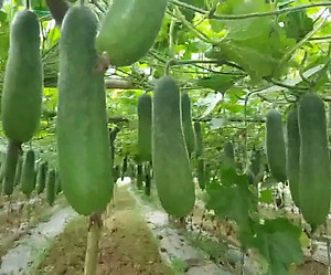 Hạt giống bí đao xanh F1 - Bí chanh giống khỏe trái sai VTP05