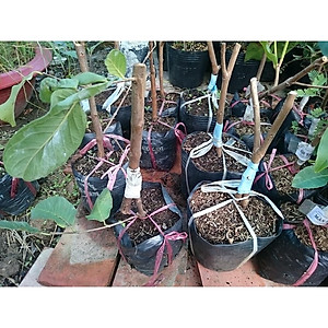 CÂY ỔI RUBY RUỘT ĐỎ KHÔNG HẠT - cây ăn quả + Tặng phân bón cho cây