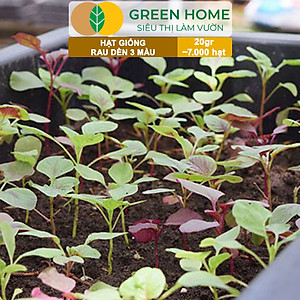 Hạt Giống Rau Dền 3 Màu Greenhome, Gói 20g~7000 hạt, Dễ Trồng Quanh Năm, Nảy Mầm Cao, Thu Hoạch Nhanh, Năng Suất Cao R15