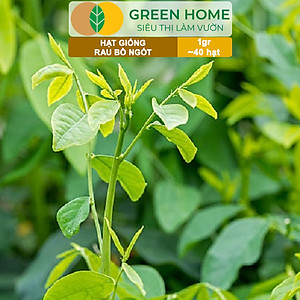 Hạt Giống Rau Bồ Ngót Greenhome, Gói 0,5g, Dễ Trồng Quanh Năm, Nảy Mầm Cao, Thu Hoạch Nhanh, Năng Suất Cao R18