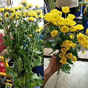 Dung Dịch Xử Lý Hoa TOG Galileo của ISRAEL (Chai 1 Lít) dùng bảo quản hoa cắt cành tươi lâu tại Nhà Vườn Trồng Hoa, Vựa Hoa và Chợ Sỉ Hoa. Tỷ lệ dung dịch 0.1% tức chai 1 Lít TOG pha được 1.000 Lít dung dịch xử lý hoa