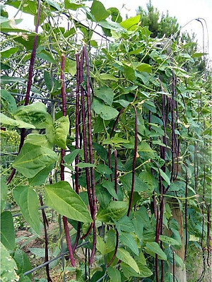 Hạt giống đậu đũa tím cao sản dạng leo VTS68