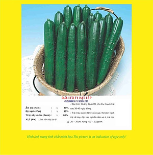 Hạt giống dưa leo hạt lép quả to dài ăn giòn ngọt F1 VTP91