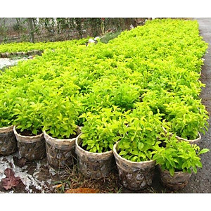 Cây chuỗi ngọc hoa tím - cây cảnh đẹp - thích hợp trồng hàng rào trang lối đi sân vườn + tặng phân bón