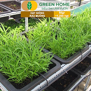 Hạt giống rau Muống cao sản, gói 50g~1200 hạt, dễ trồng, thu hoạch nhanh R09