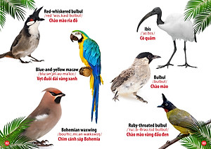 Sách Từ Điển Bằng Hình - Thế Giới Loài Chim (Song Ngữ Anh - Việt)