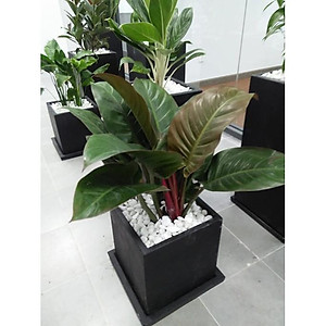 Trầu Bà Đế Vương - cây cảnh để trong nhà + tặng phân bón cho cây