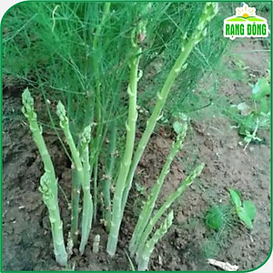 Hạt giống Măng Tây Xanh Chịu Nhiệt Tốt, Dễ Trồng, Kháng Sâu Bệnh - Hạt giống Rạng Đông