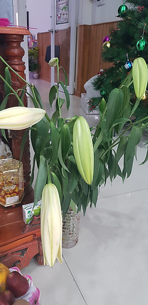  (COMBO 30 GÓI) GÓI DƯỠNG HOA TƯƠI LONGLIFE CỦA ISRAEL GIỮ HOA TƯƠI LÂU GẤP 2 LẦN VÀ 14 NGÀY KHÔNG THAY NƯỚC MỚI