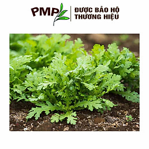 Hạt Giống Cải Cúc (Tần Ô) PMP 5g