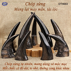 Chóp sừng trâu vật phẩm phong thủy (OTH003) HOT nhất của năm trâu vàng 2021 - giàu sang - phú quý