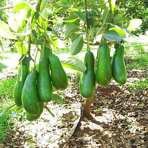 Phân bón hòa tan Israel NPK NovAcid 22-11-11+6MgO+Te giúp thúc cây bung chồi non đồng loạt, tăng kích cở trái thông qua hệ thống tưới nhỏ giọt bón gốc hay phun lên lá 