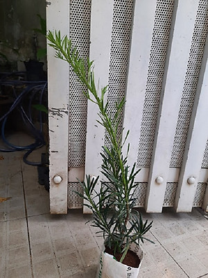 Combo 2 cây tùng La Hán, chiều cao 40-50cm