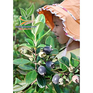 combo 10 cây sim rừng giống