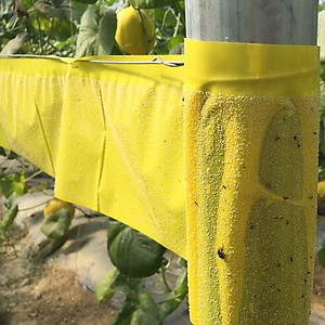 Keo Bẫy Bọ Phấn Trắng Israel Gây Hại Dưa Lưới (cuộn 20 mét) và bẫy các loại côn trùng trong nông nghiệp khác 