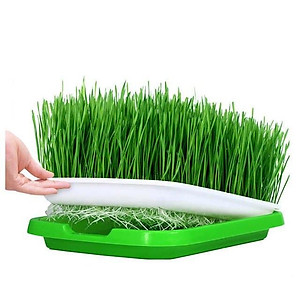 Bộ khay nhựa ươm hạt trồng rau sạch thủy canh, rau mầm ...