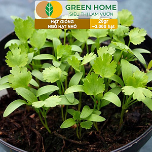 Hạt Giống Gia Vị Greenhome, Nhiều Loại, Trồng Chậu, Dễ Trồng, Chịu Nhiệt, Trồng Quanh Năm, Năng Suất