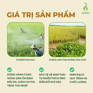 Gạo Ngỗng ST25 Sinh Thái Xát Lứt 3kg (Túi)
