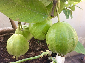 1L Phân Hữu Cơ Vi Sinh pha ra 300L Bón Rau, Hoa Cảnh & Cây Ăn Trái